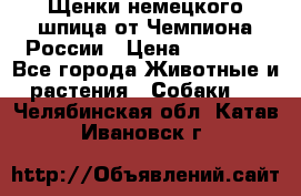 Щенки немецкого шпица от Чемпиона России › Цена ­ 50 000 - Все города Животные и растения » Собаки   . Челябинская обл.,Катав-Ивановск г.